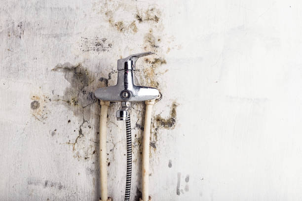 Best Mold Removal and Inspection  in Lake Monticello, VA
