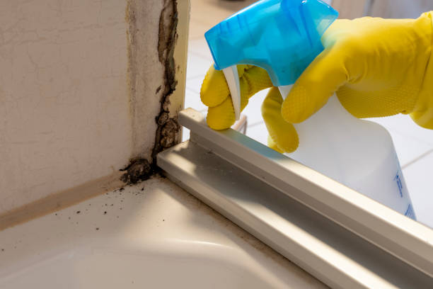 Professional Mold Removal in Lake Monticello, VA
