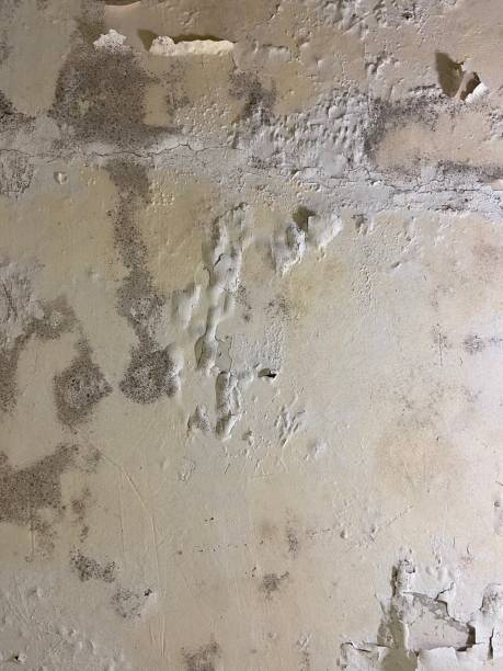 Best Toxic Mold Removal  in Lake Monticello, VA