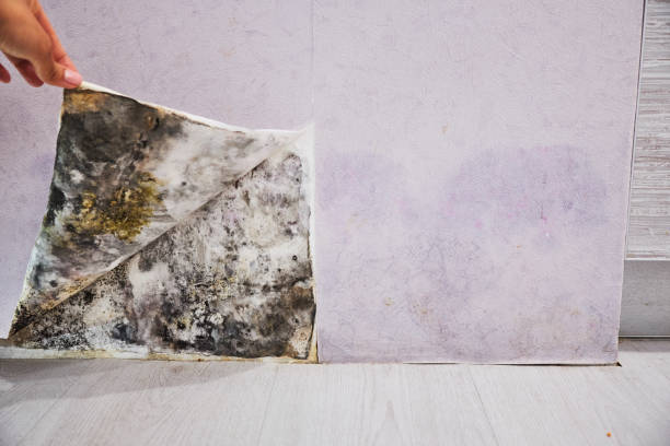 Best Professional Mold Removal  in Lake Monticello, VA